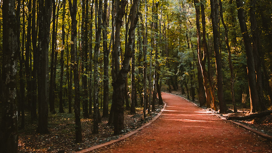 Belgrad Ormanı, İstanbul | BMW Joy Blog