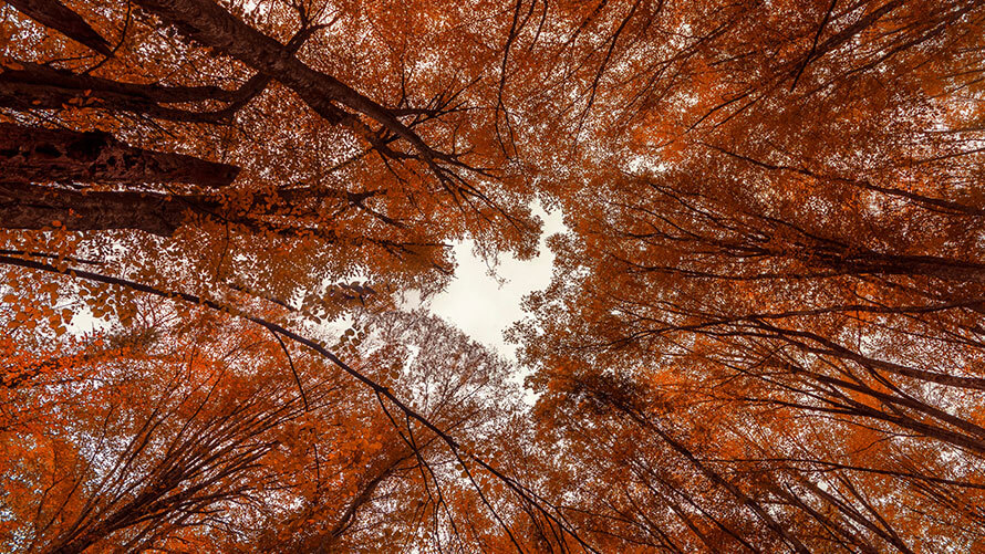 İğneada Longoz Ormanları - İstanbul’a Yakın Kaçamaklar | BMW Joy Blog