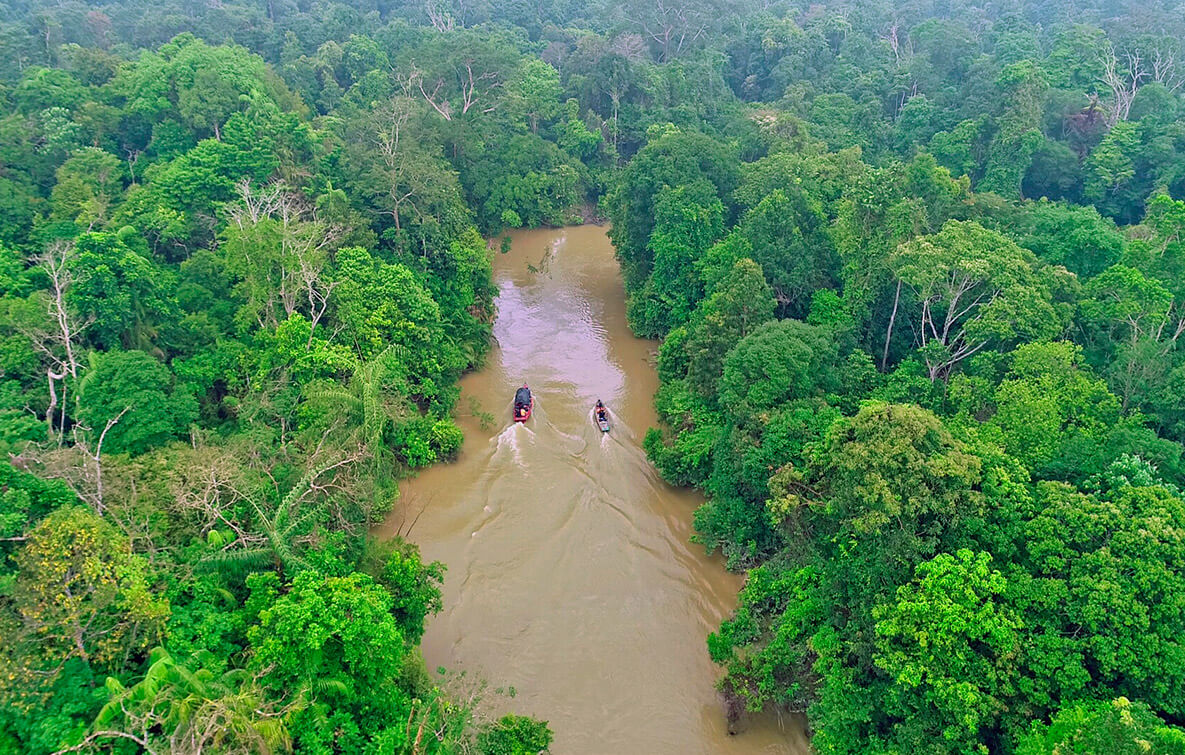 Endonezya'nın Sumatra adasında bulunan Hutan Harapan yağmur ormanları, 1350'den fazla hayvan türü barındırıyor. Endonezya'nın Sumatra adasında bulunan Hutan Harapan yağmur ormanları, 1350'den fazla hayvan türü barındırıyor.