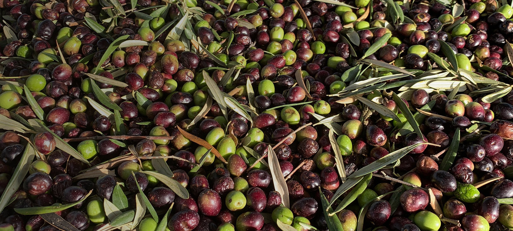 Duygu Yılmaz ile Zeytin Çekirdeğinden Biyoplastiğe. | BMW Joy Blog Duygu Yılmaz ile Zeytin Çekirdeğinden Biyoplastiğe. | BMW Joy Blog