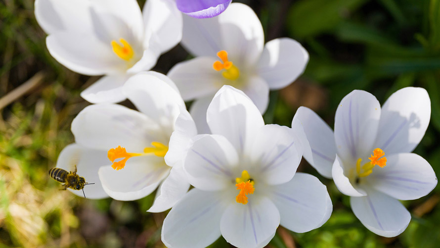 Yeni BMW iX CI Bloom Çağdaş Sanat Fuarı’nda | BMW Joy Blog Portakal Ağaçlarının İzinde | BMW Joy Blog